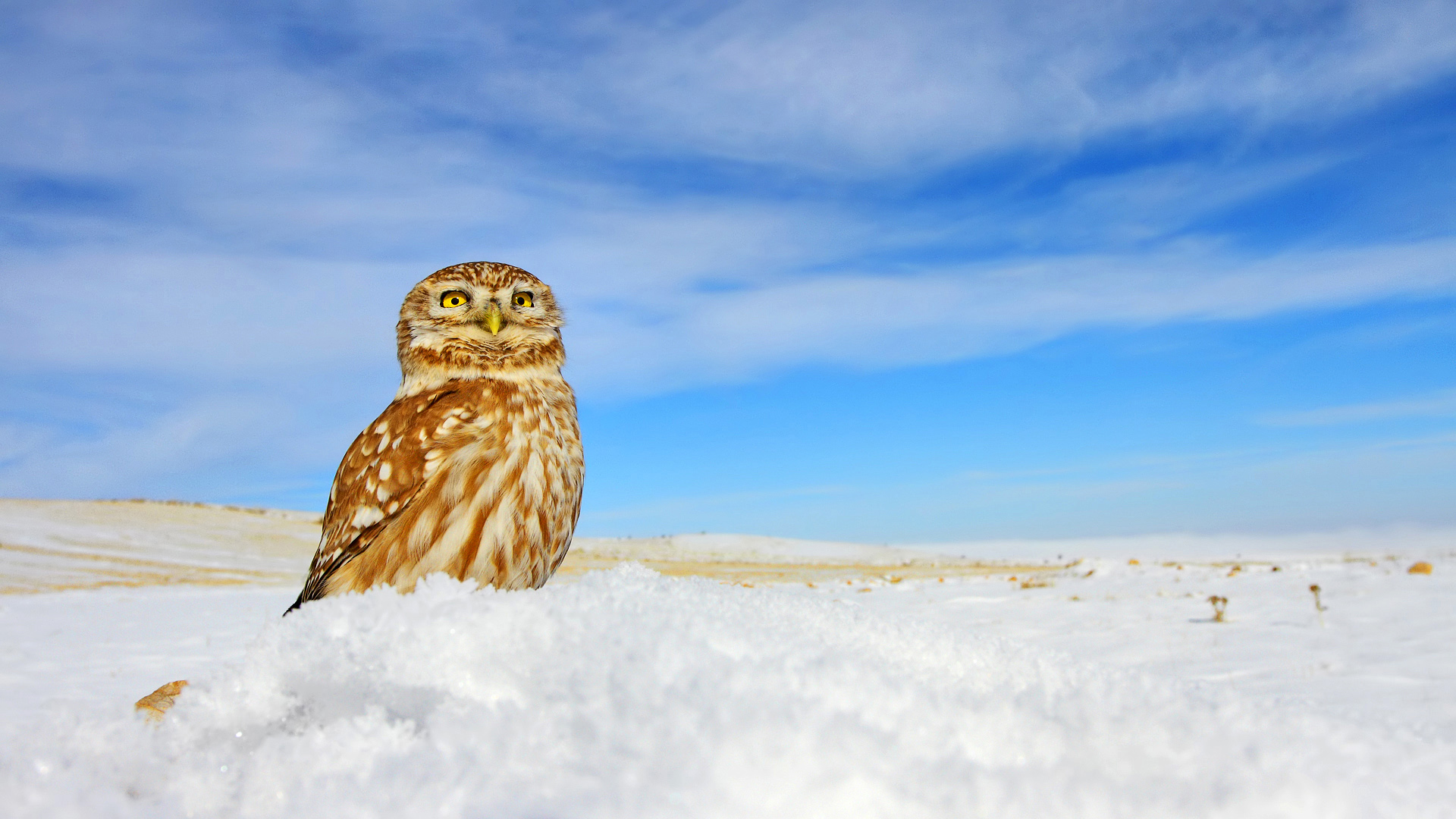 Kukumav » Little Owl » Athene noctua