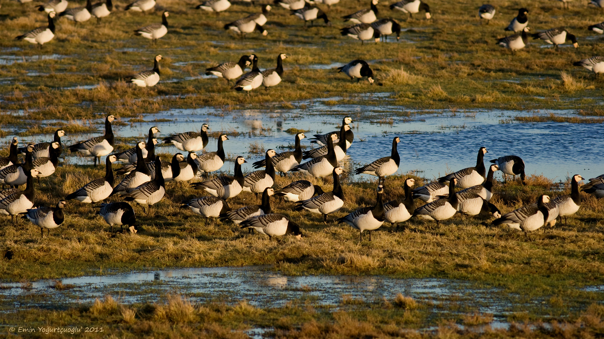 Akyanaklı kaz » Barnacle Goose » Branta leucopsis