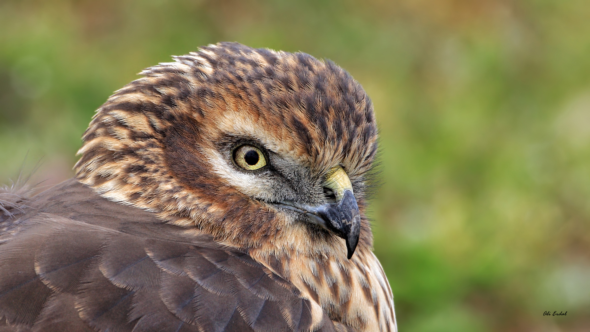 Gökçe delice » Hen Harrier » Circus cyaneus