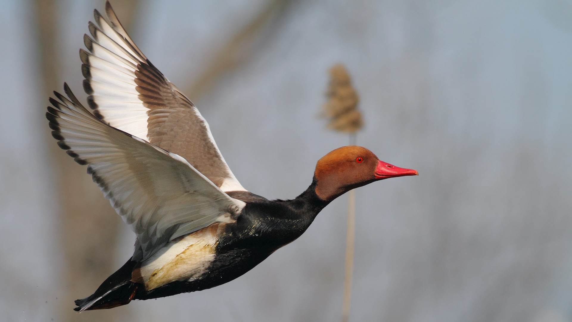 Macar ördeği » Red-crested Pochard » Netta rufina