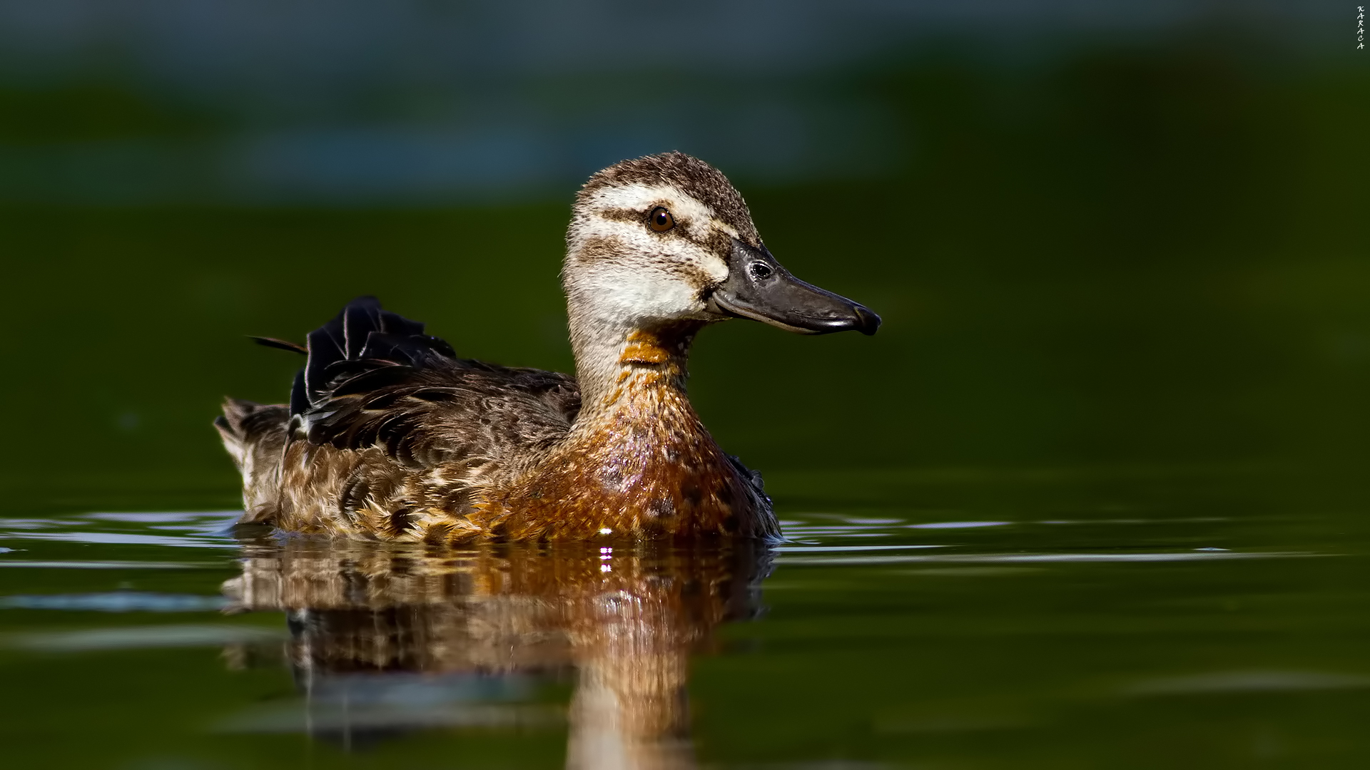 Çıkrıkçın » Garganey » Spatula querquedula