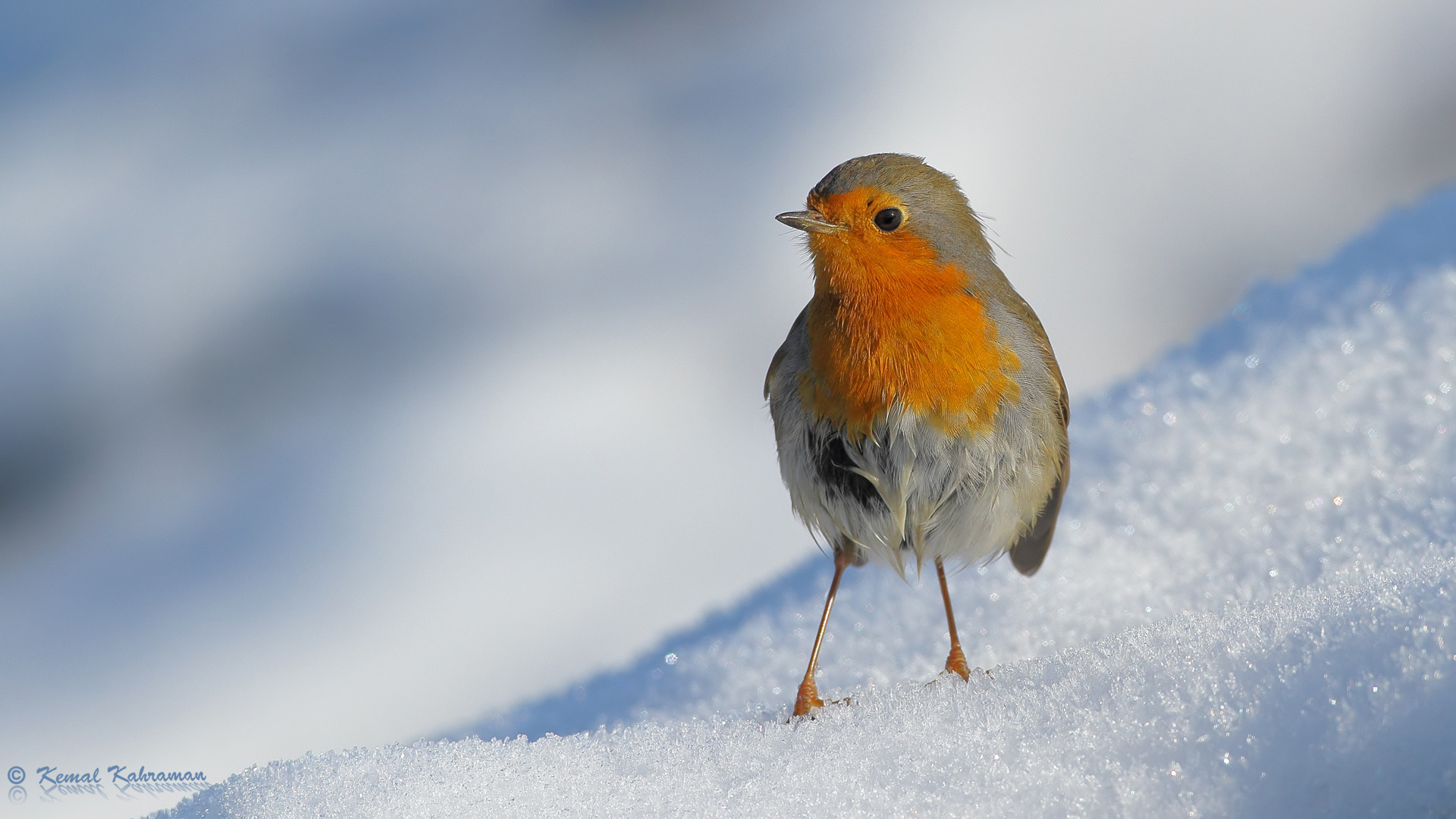 Kızılgerdan » European Robin » Erithacus rubecula