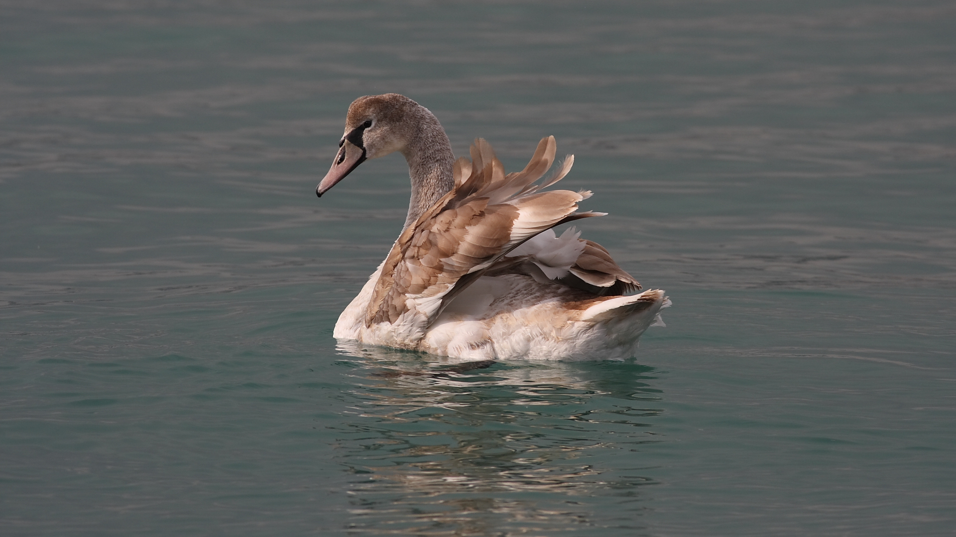 Kuğu » Mute Swan » Cygnus olor