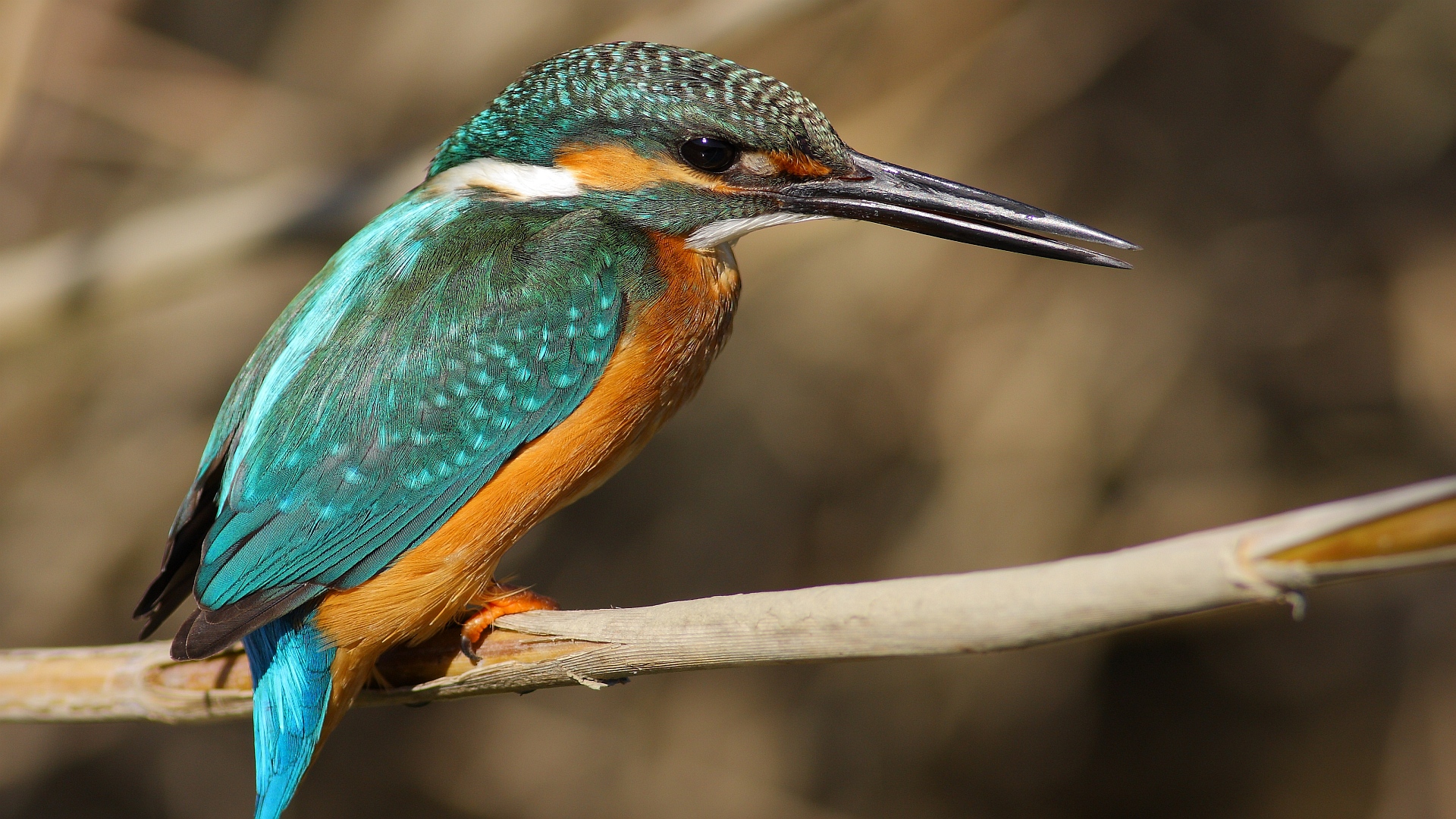 Yalıçapkını » Common Kingfisher » Alcedo atthis