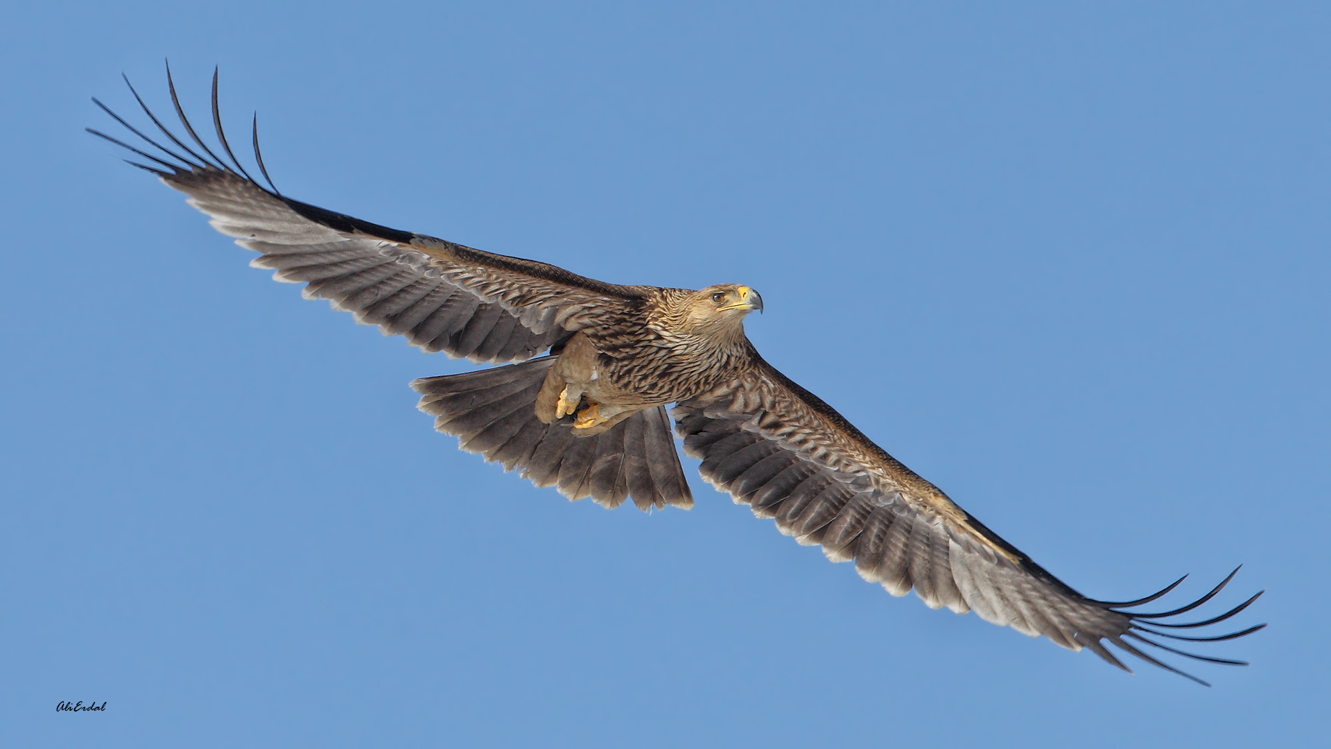 Şah kartal » Eastern Imperial Eagle » Aquila heliaca