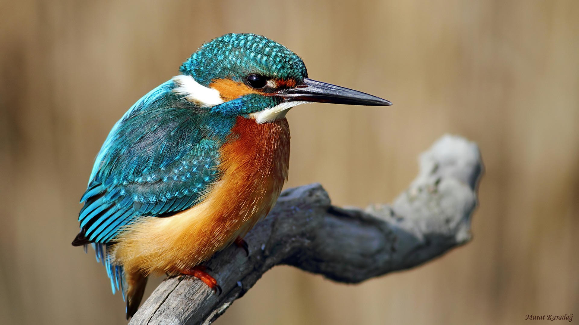 Yalıçapkını » Common Kingfisher » Alcedo atthis