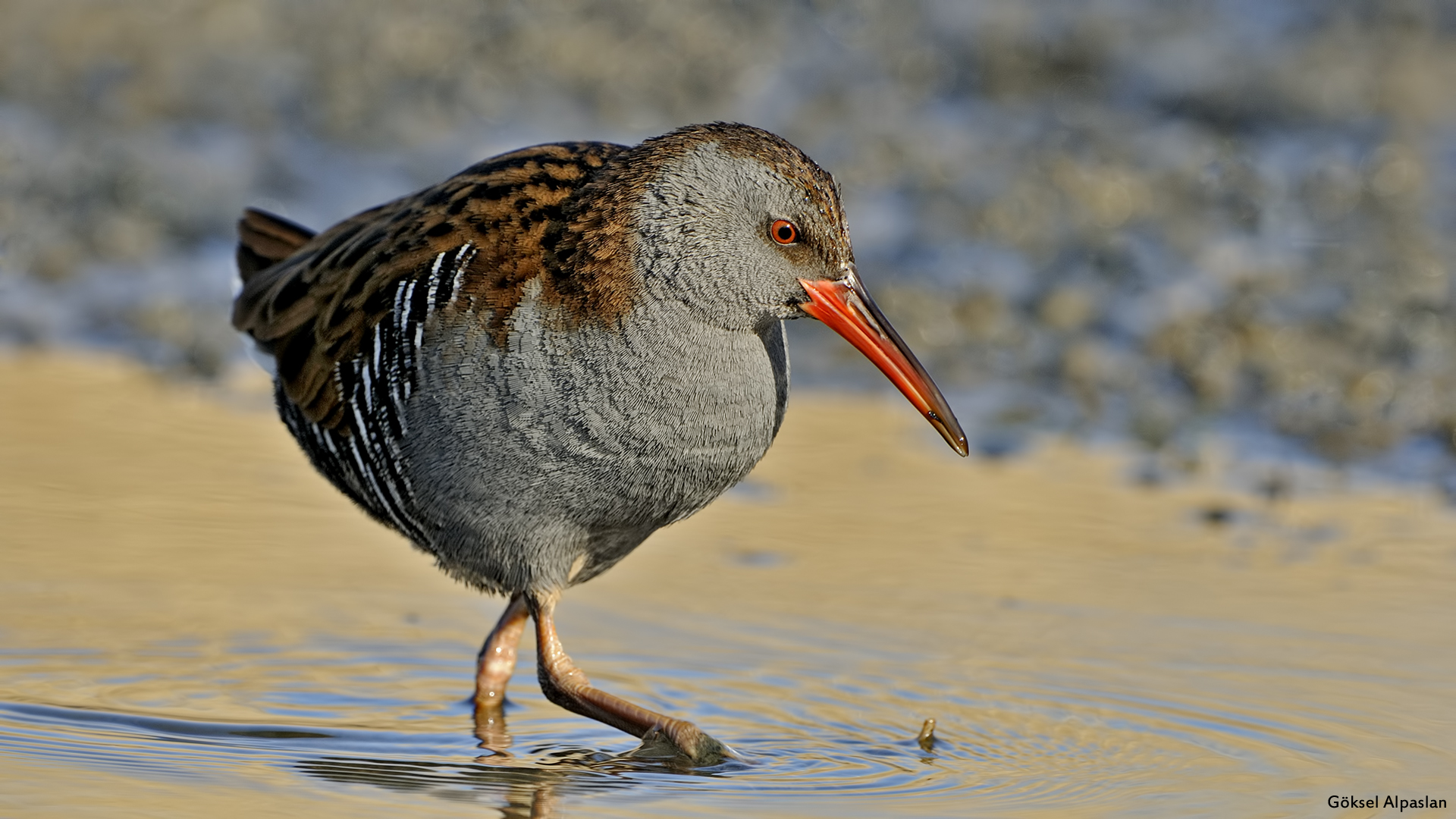 Sukılavuzu » Water Rail » Rallus aquaticus