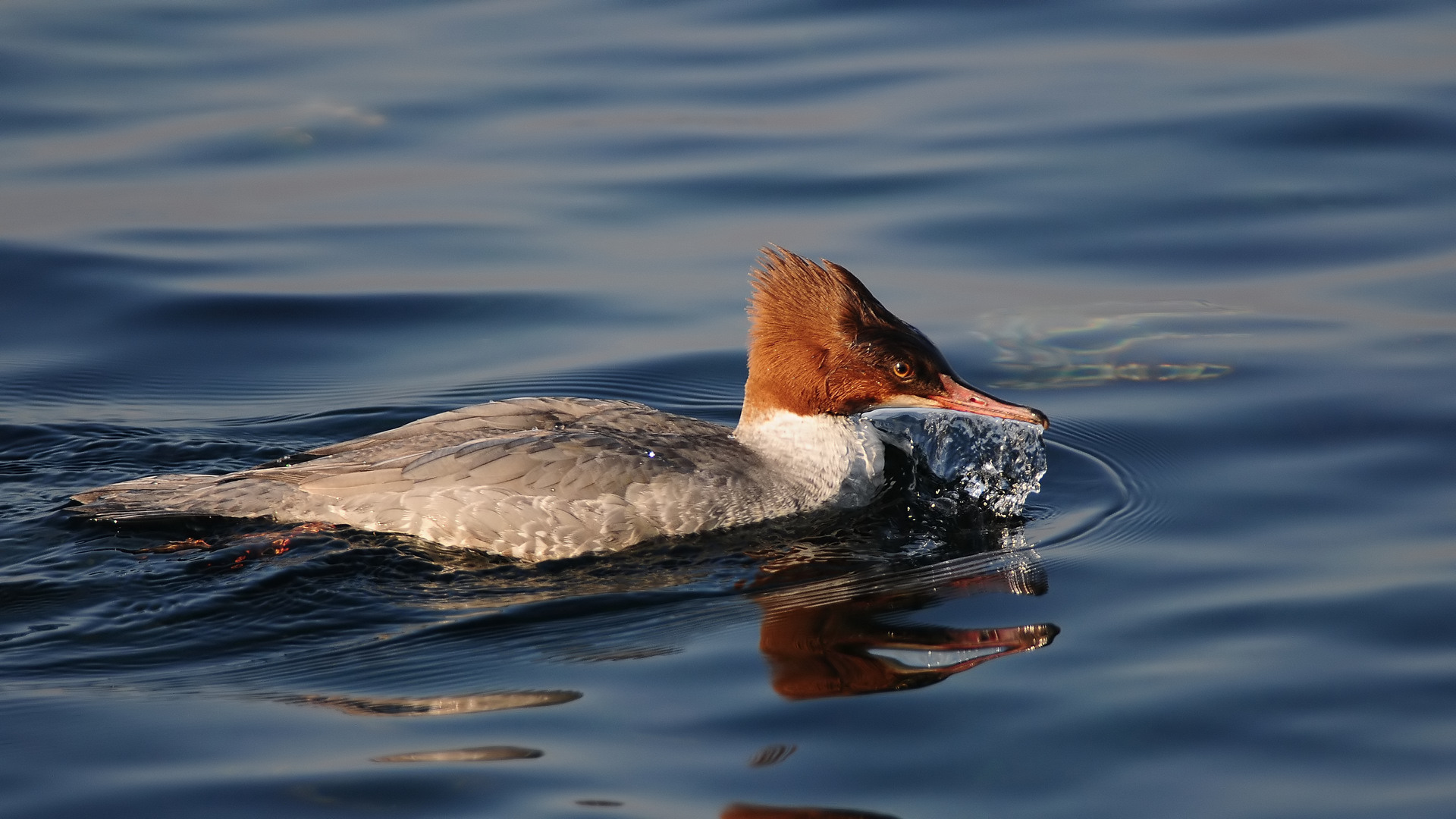 Büyük tarakdiş » Common Merganser » Mergus merganser