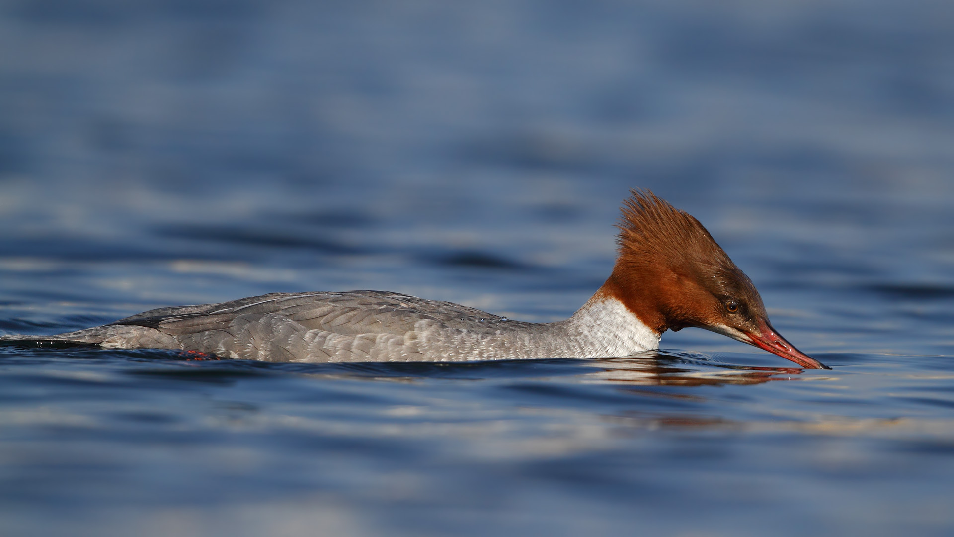 Büyük tarakdiş » Common Merganser » Mergus merganser