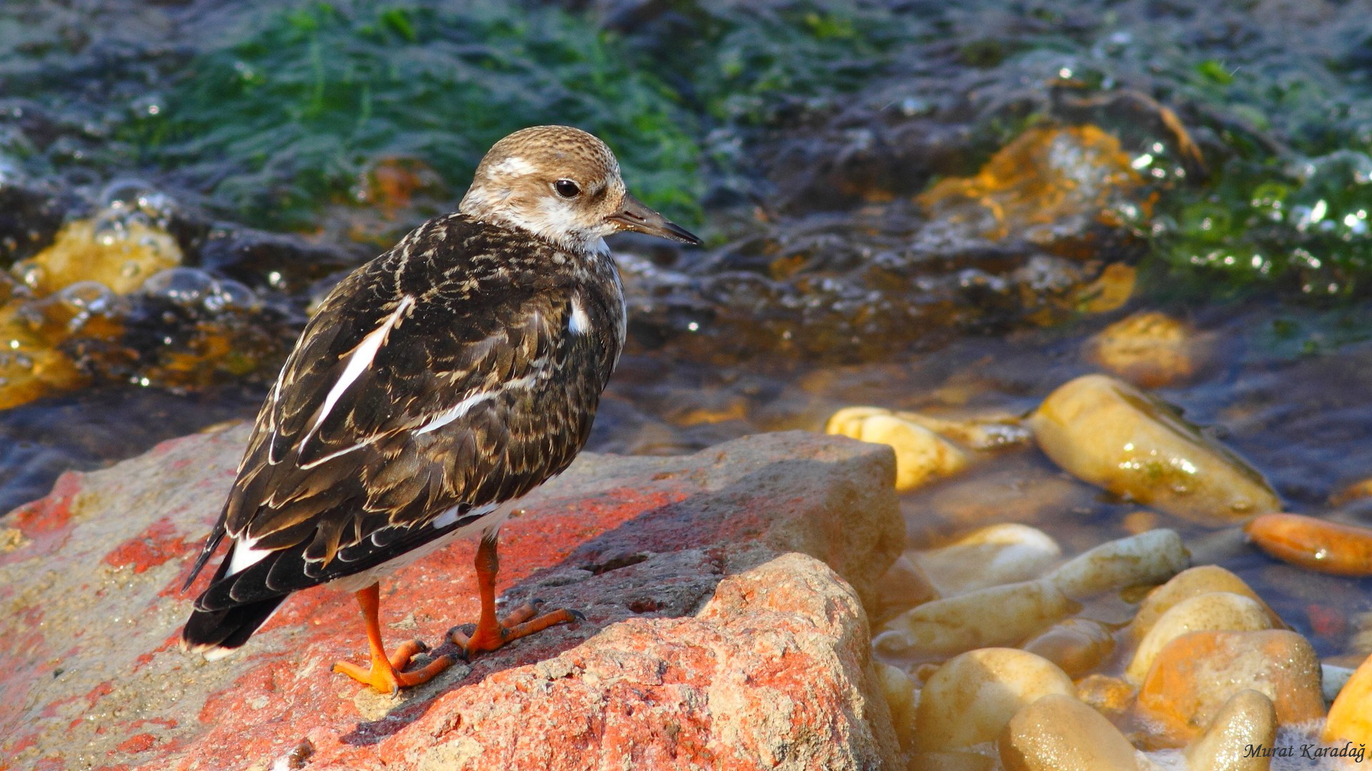 Taşçeviren » Ruddy Turnstone » Arenaria interpres