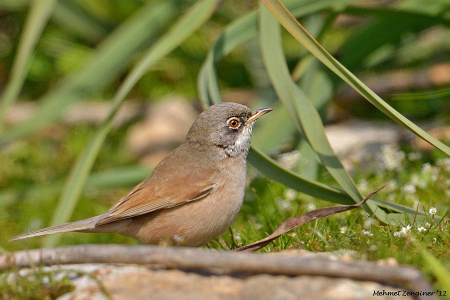 Bozkır ötleğeni