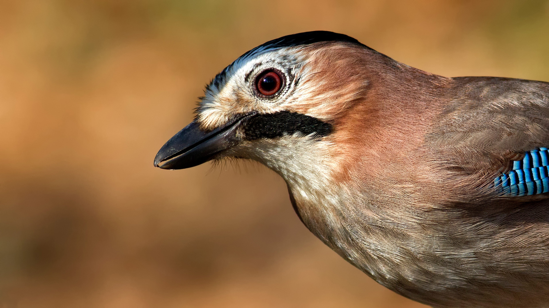 Alakarga » Eurasian Jay » Garrulus glandarius