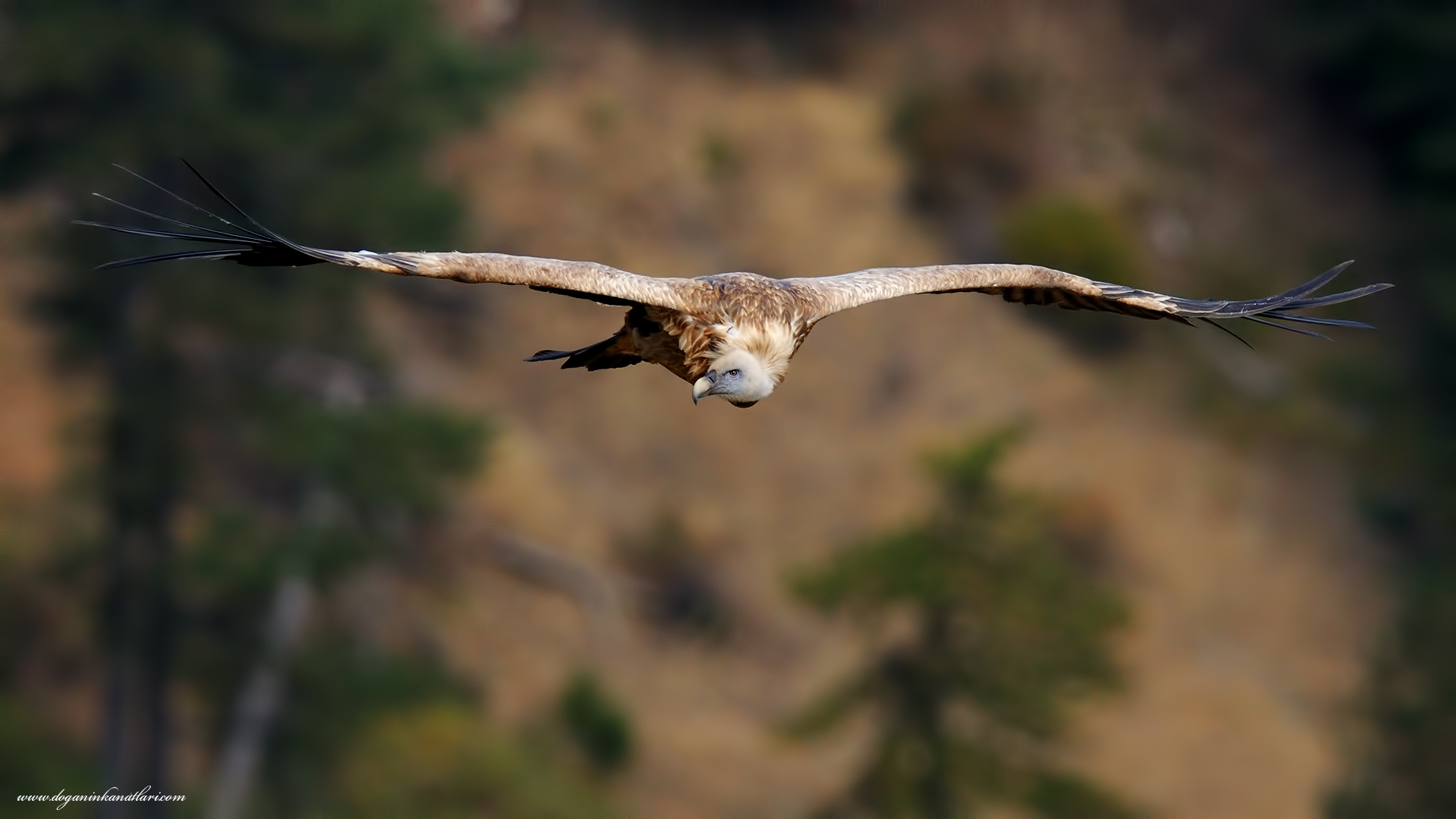 Kızıl akbaba » Griffon Vulture » Gyps fulvus