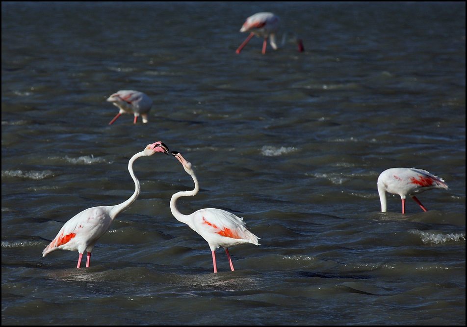 Flamingo