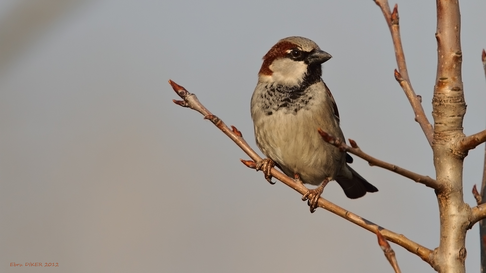 Serçe » House Sparrow » Passer domesticus