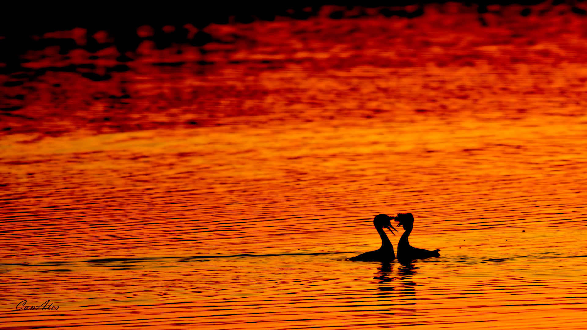 Bahri » Great Crested Grebe » Podiceps cristatus