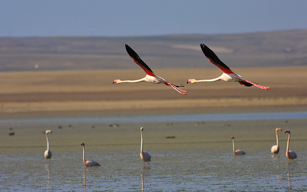 Flamingo