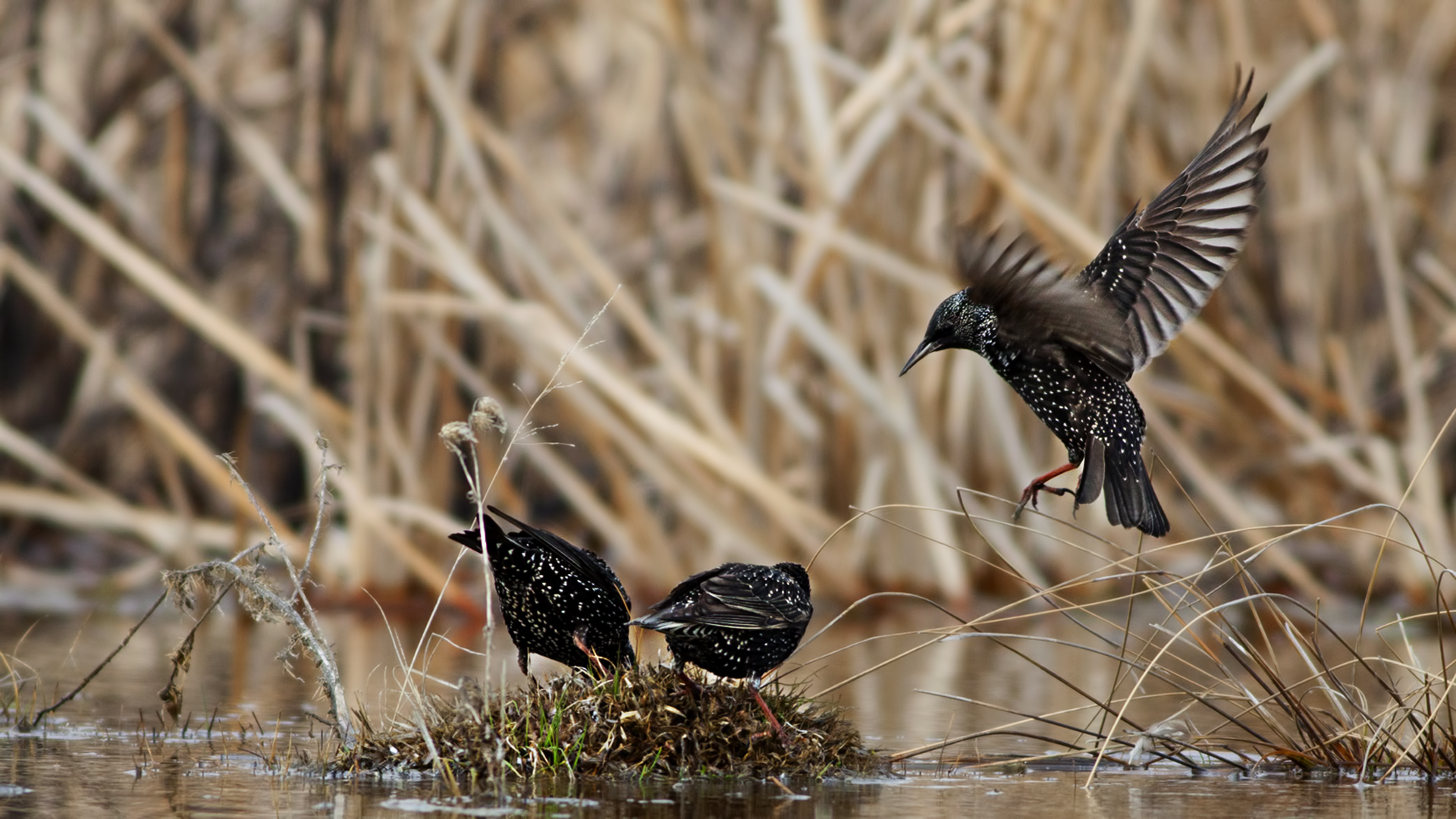 Sığırcık » Common Starling » Sturnus vulgaris