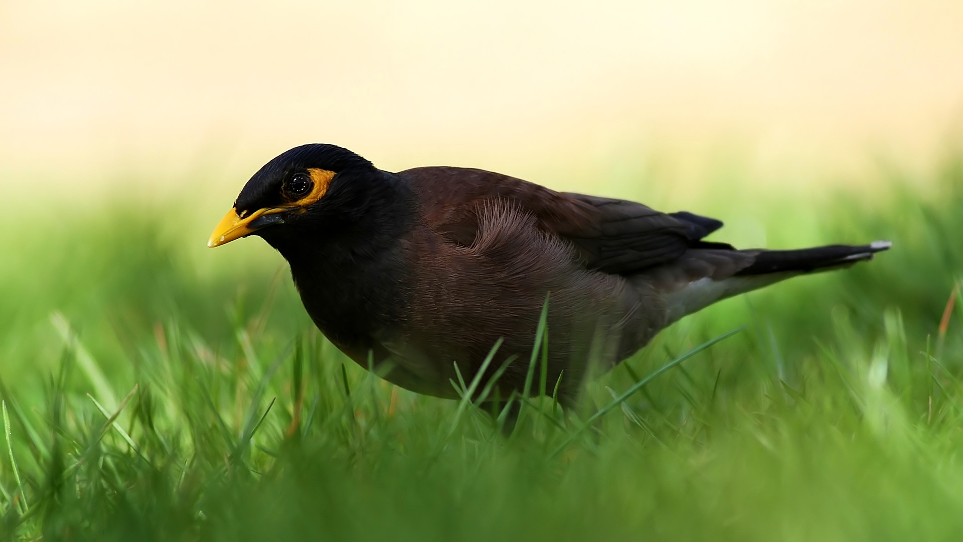 Çiğdeci » Common Myna » Acridotheres tristis