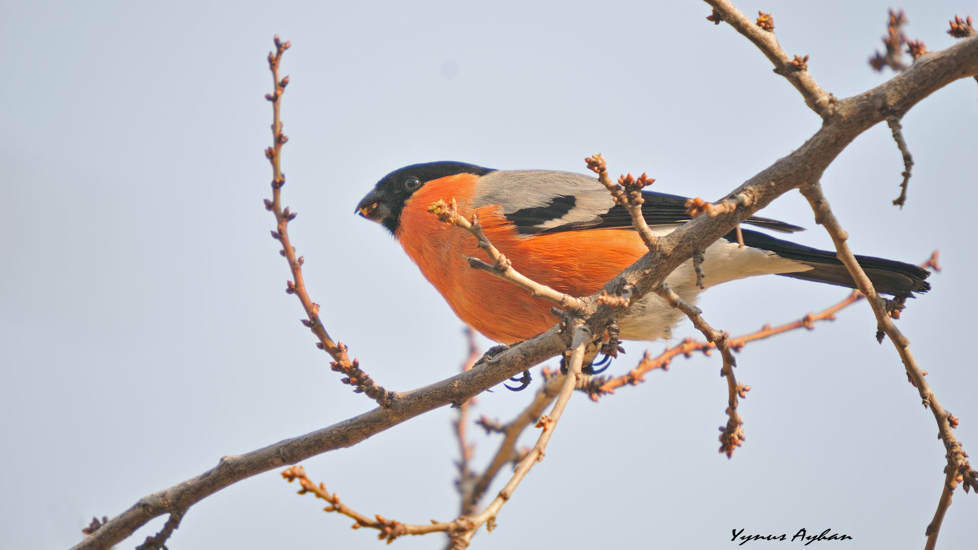 Şakrak » Eurasian Bullfinch » Pyrrhula pyrrhula