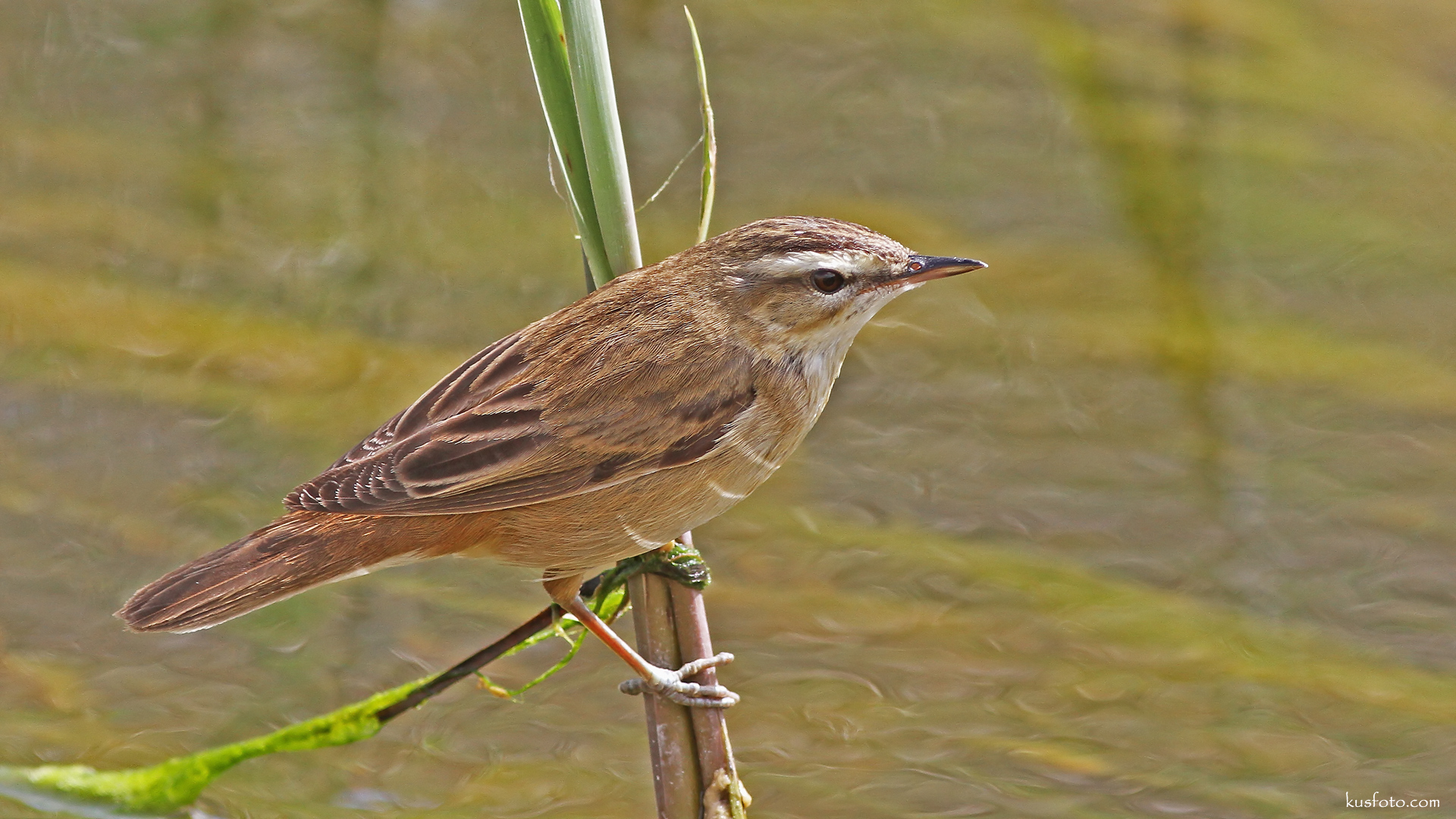 Kındıra kamışçını » Sedge Warbler » Acrocephalus schoenobaenus