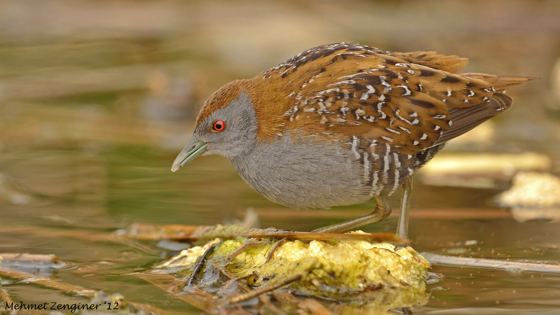 Küçük suyelvesi » Baillon`s Crake » Porzana pusilla