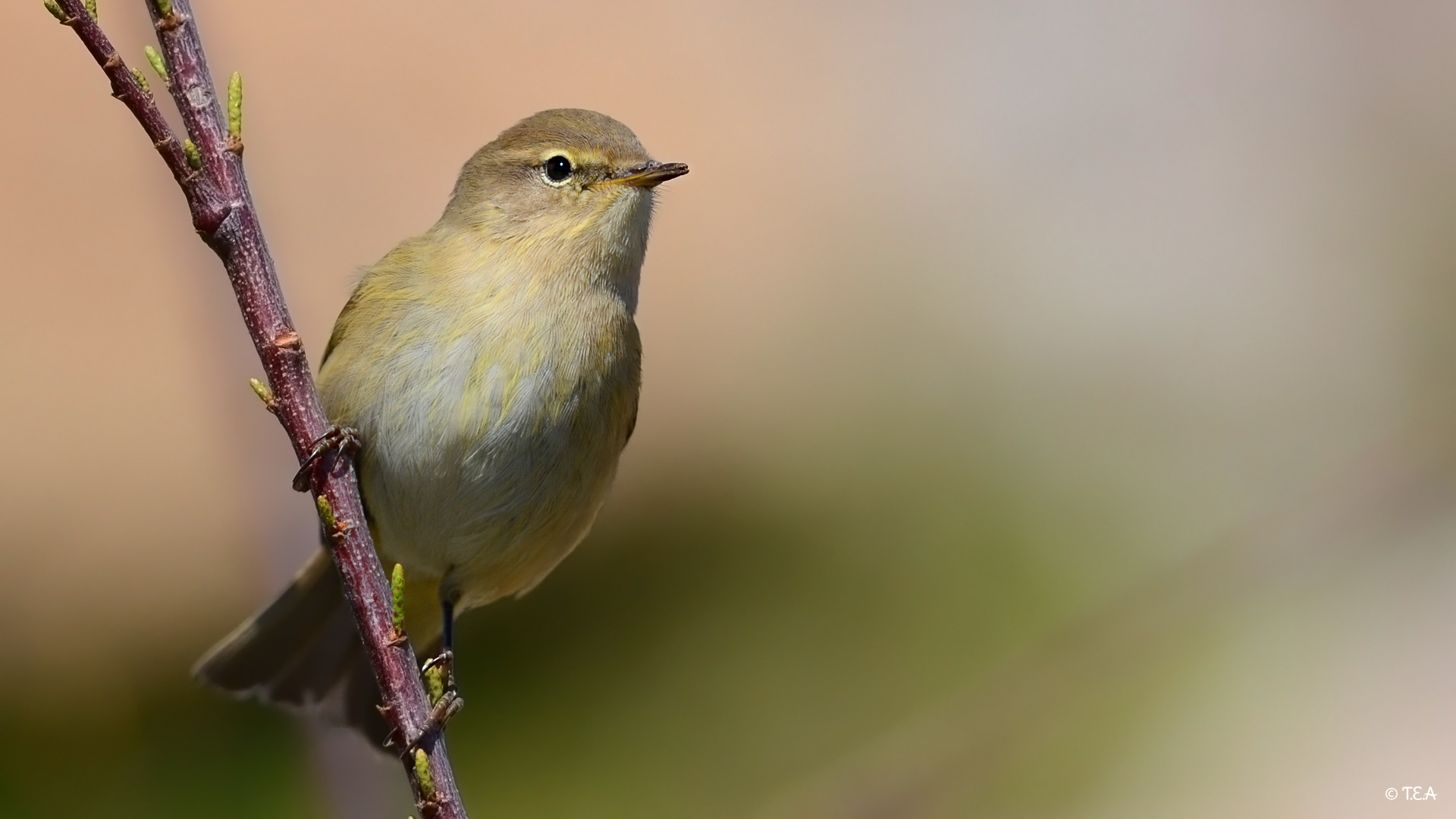 Çıvgın » Common Chiffchaff » Phylloscopus collybita