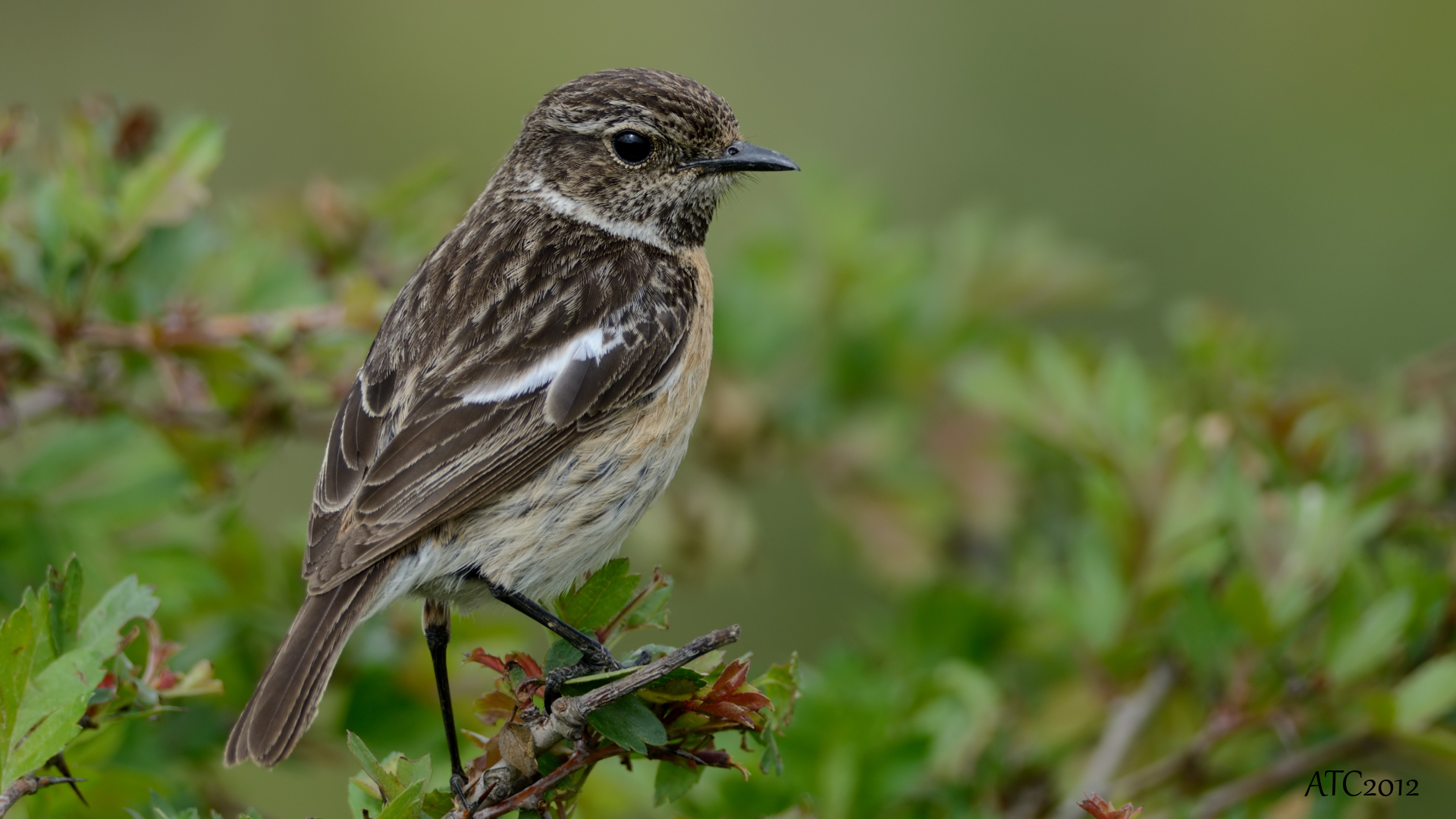 Taşkuşu » European Stonechat » Saxicola rubicola