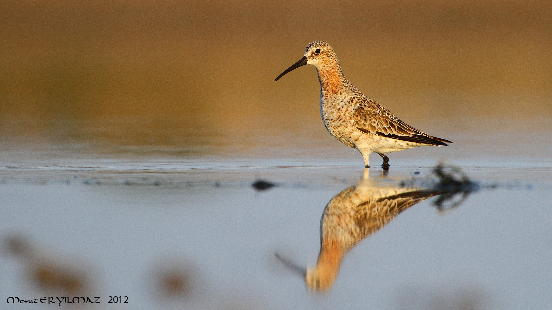 Kızıl kumkuşu » Curlew Sandpiper » Calidris ferruginea