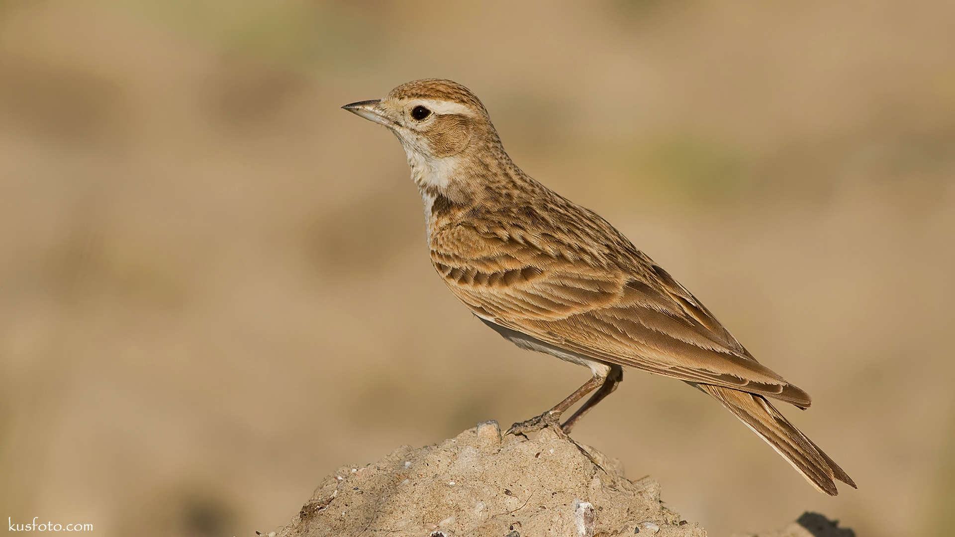 Bozkır toygarı » Greater Short-toed Lark » Calandrella brachydactyla