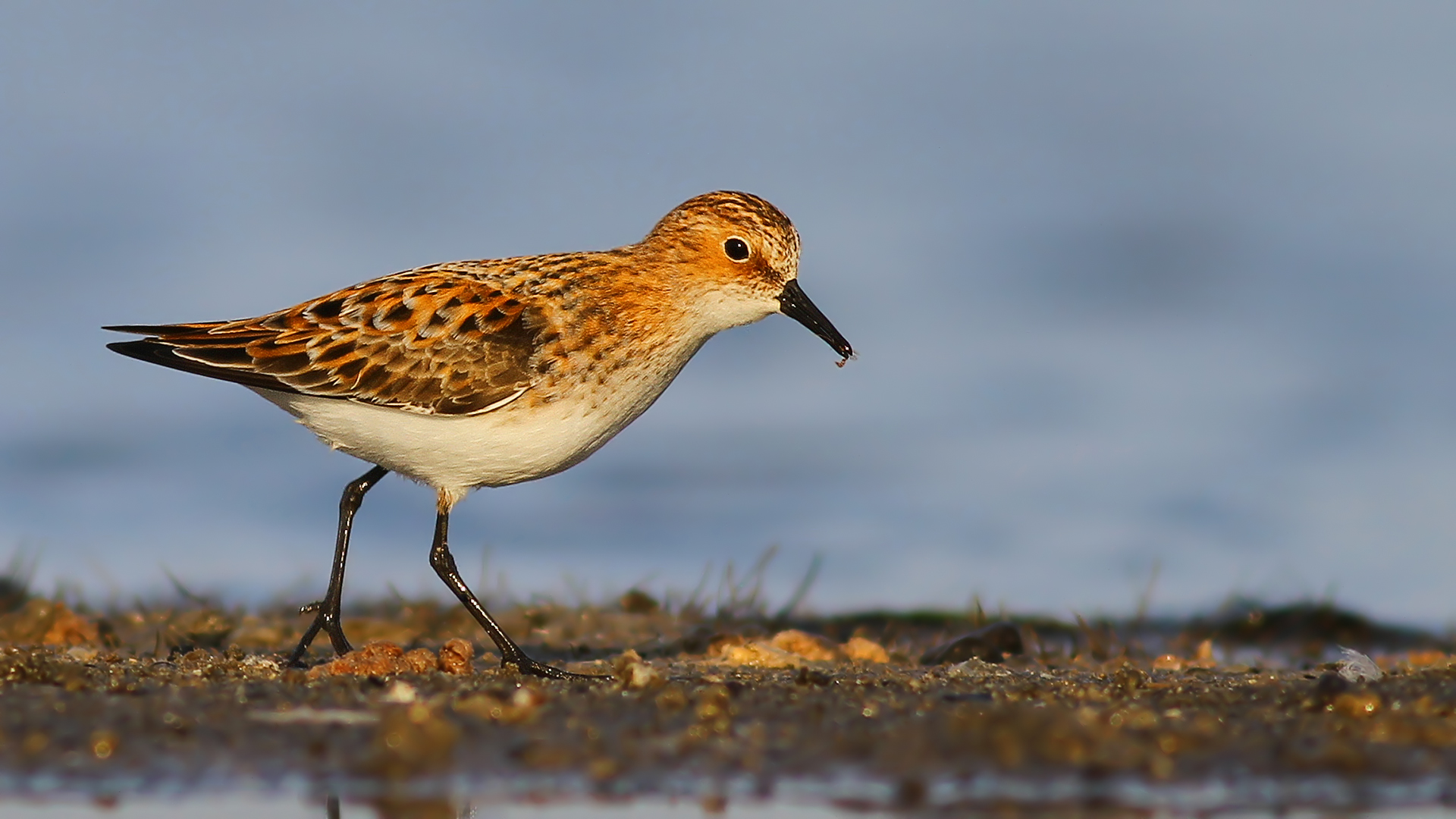 Küçük kumkuşu » Little Stint » Calidris minuta