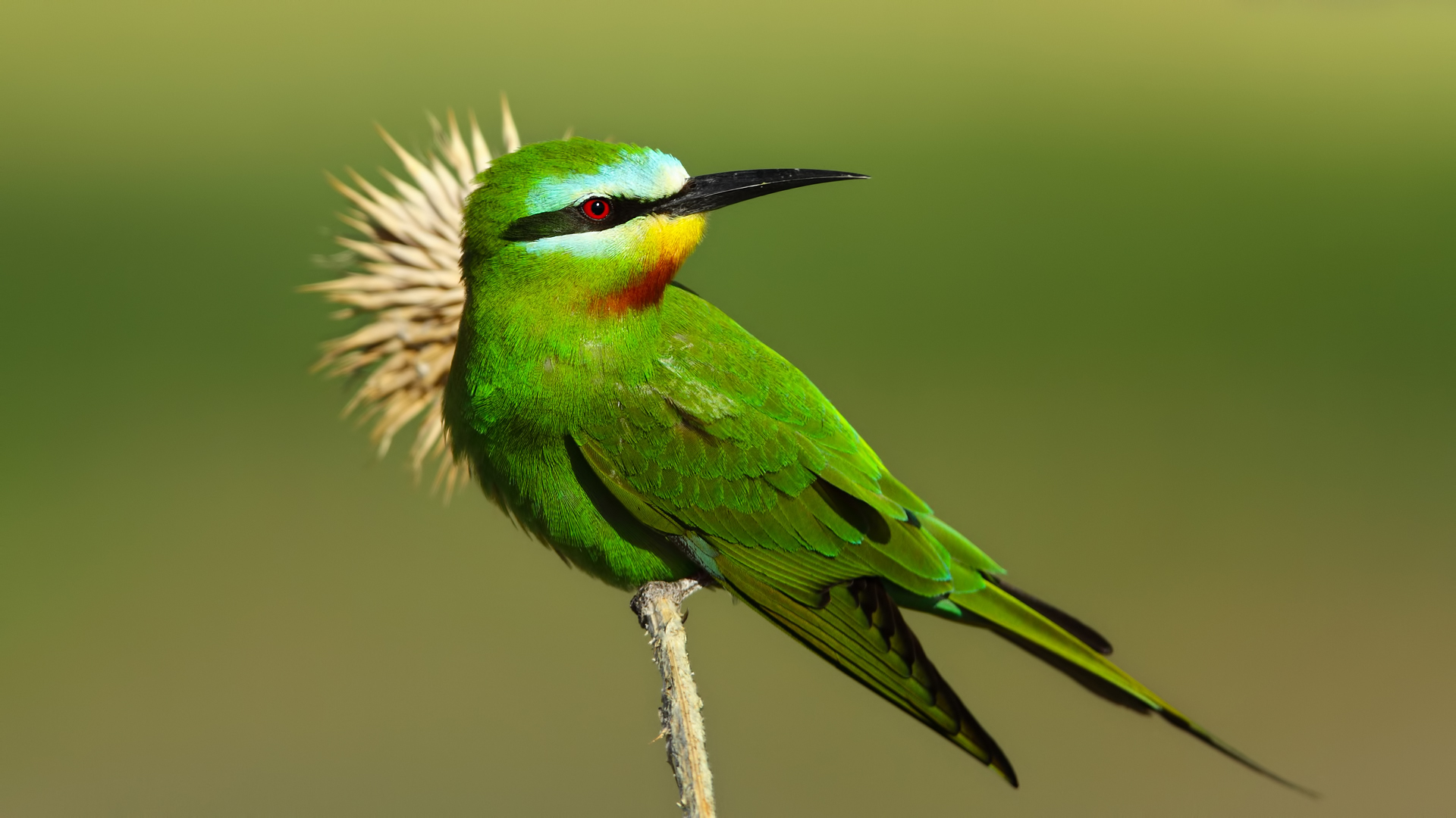 Yeşil arıkuşu » Blue-cheeked Bee-eater » Merops persicus