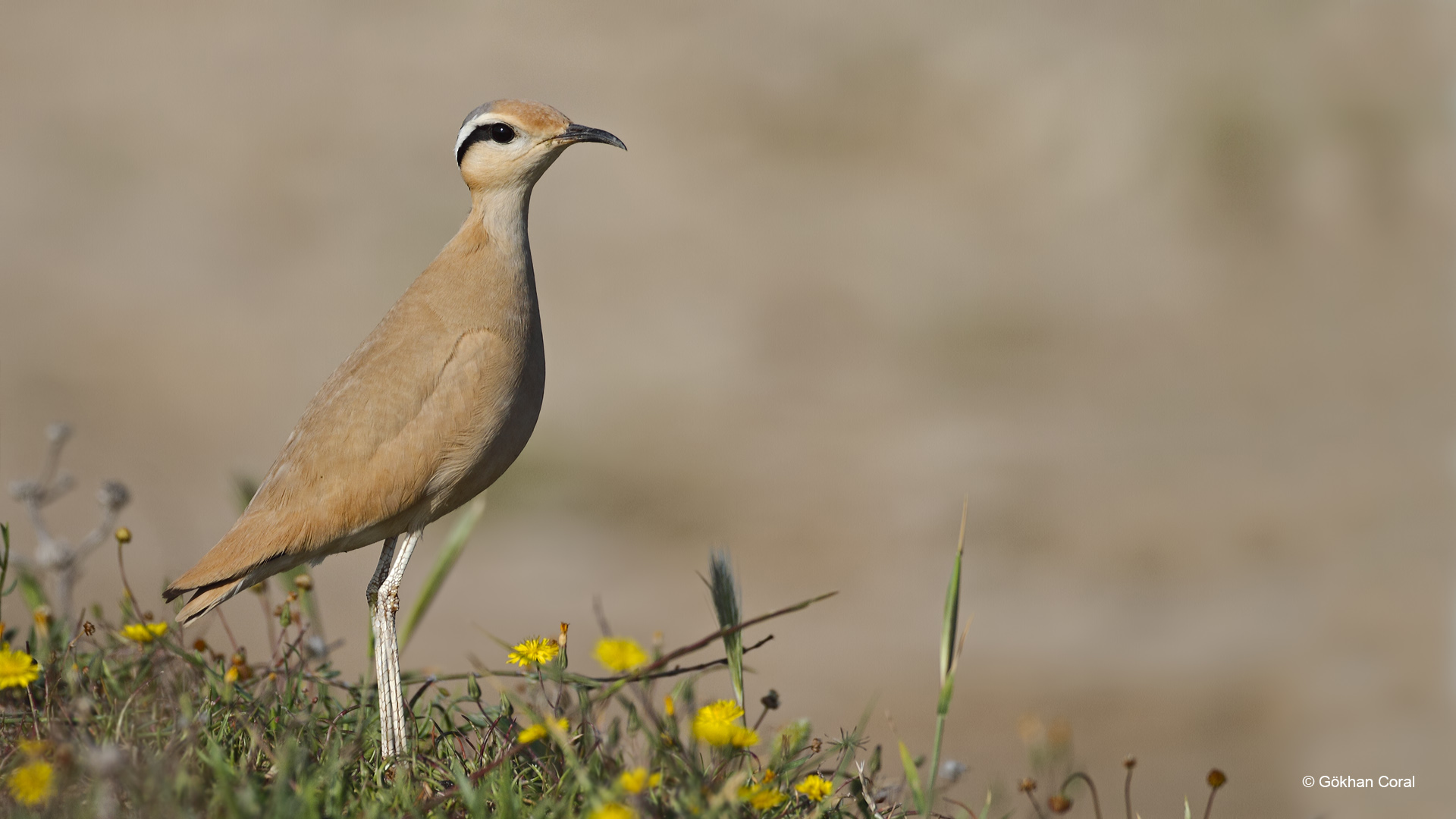 Çölkoşarı » Cream-colored Courser » Cursorius cursor