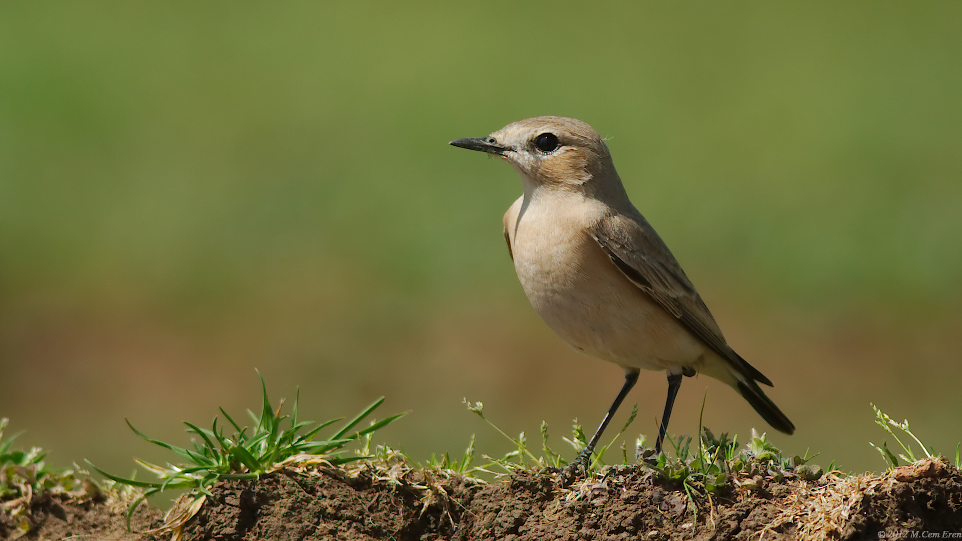 Boz kuyrukkakan » Isabelline Wheatear » Oenanthe isabellina