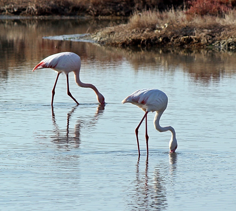 Flamingo