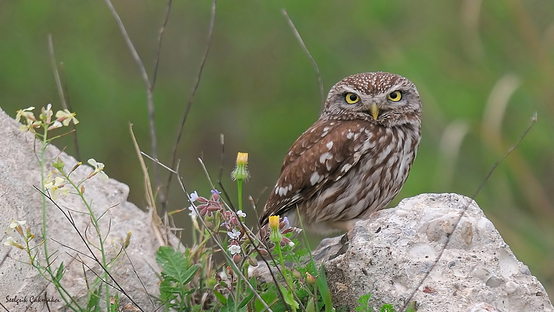 Kukumav » Little Owl » Athene noctua