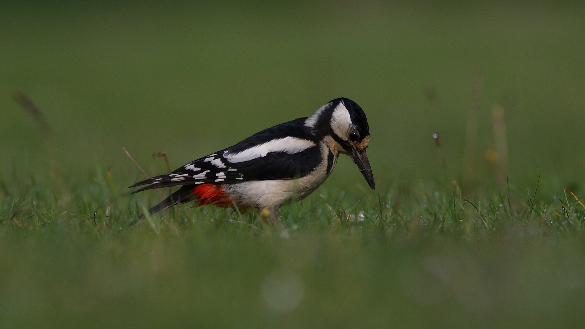 Orman alaca ağaçkakanı » Great Spotted Woodpecker » Dendrocopos major