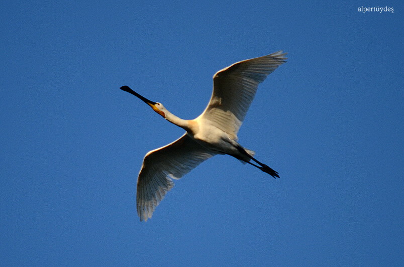 Kaşıkçı