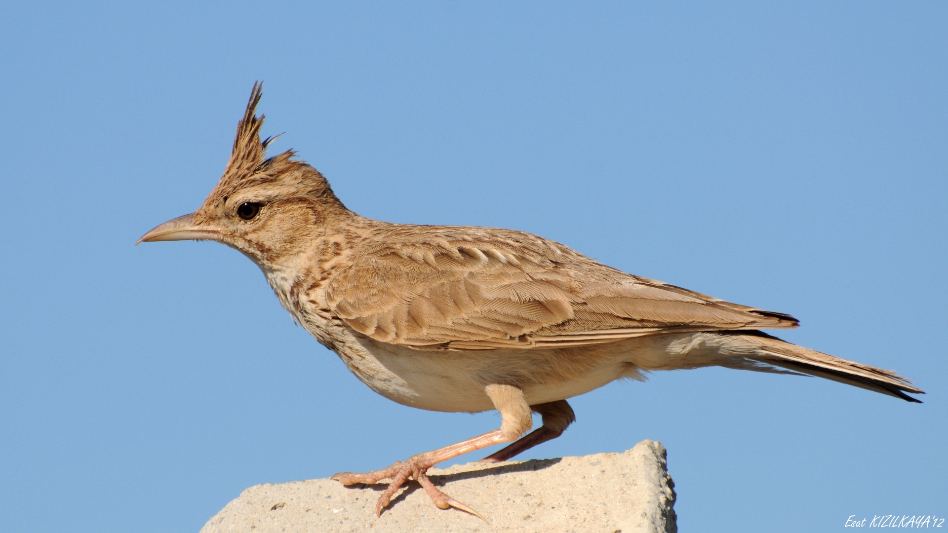 Tepeli toygar » Crested Lark » Galerida cristata