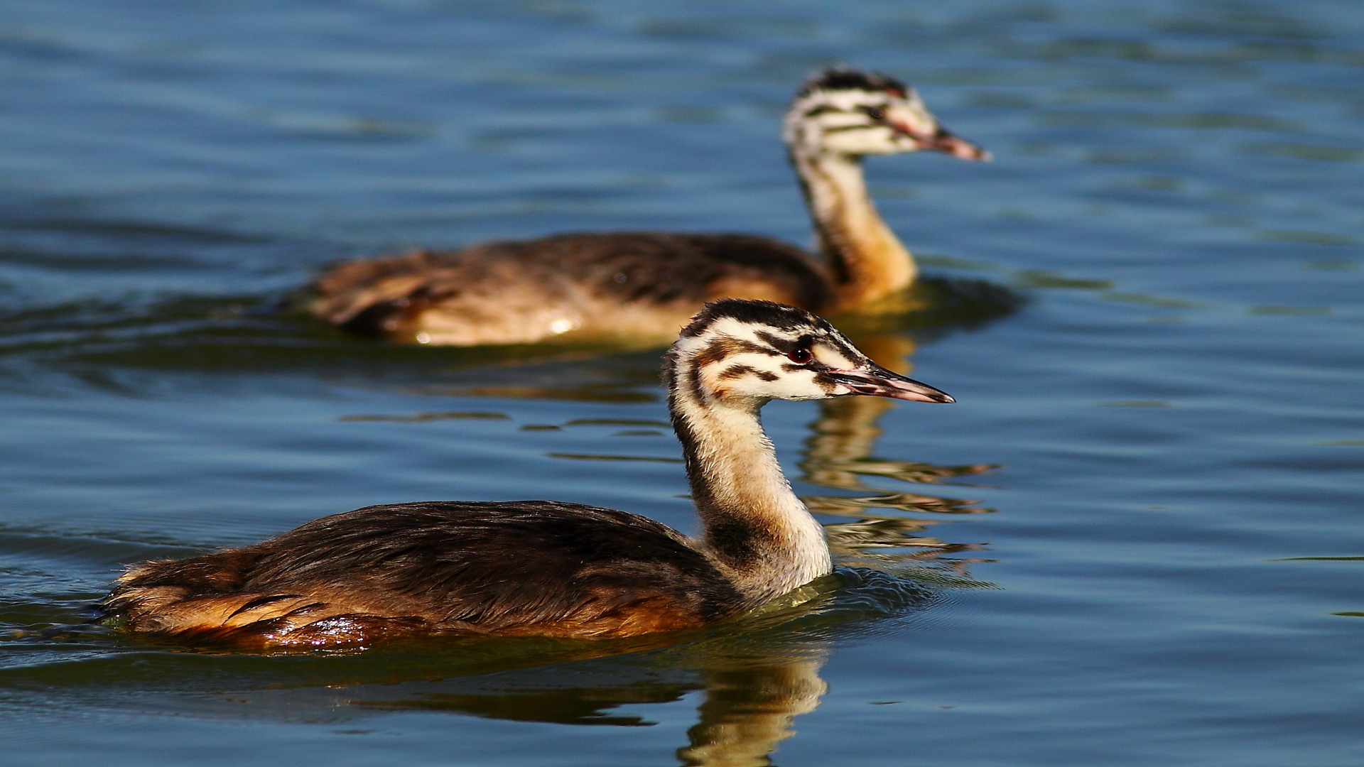 Bahri » Great Crested Grebe » Podiceps cristatus