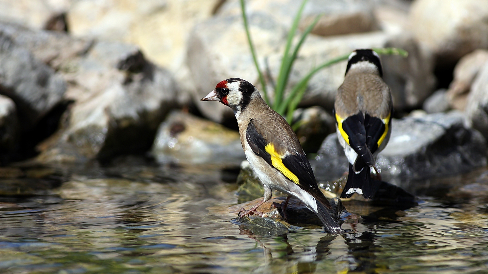 Saka » European Goldfinch » Carduelis carduelis