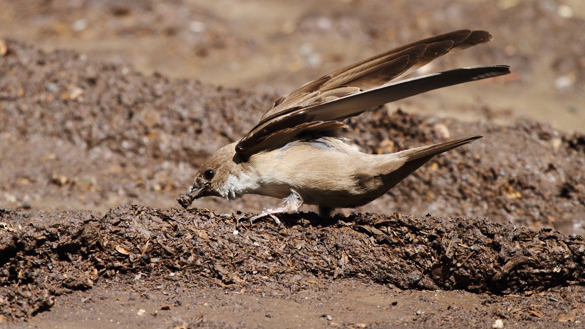 Kaya kırlangıcı » Eurasian Crag Martin » Ptyonoprogne rupestris