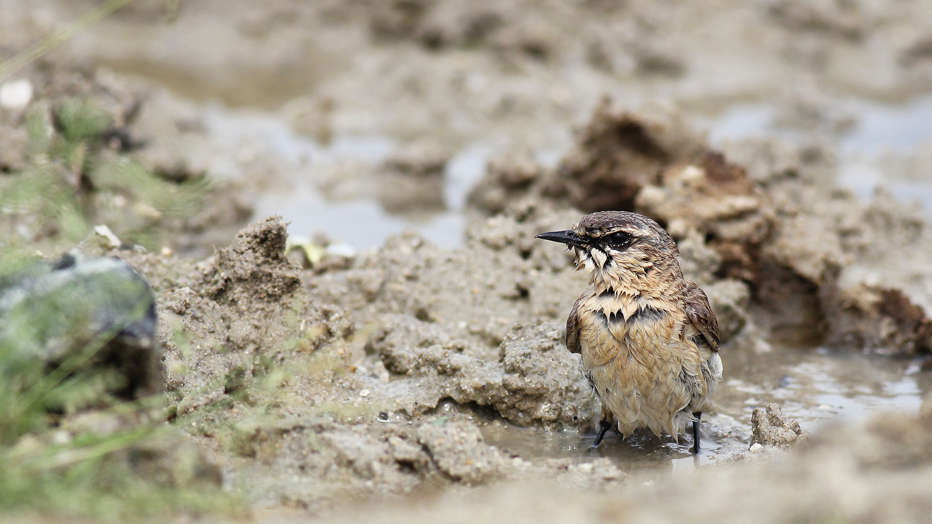 Boz kuyrukkakan » Isabelline Wheatear » Oenanthe isabellina