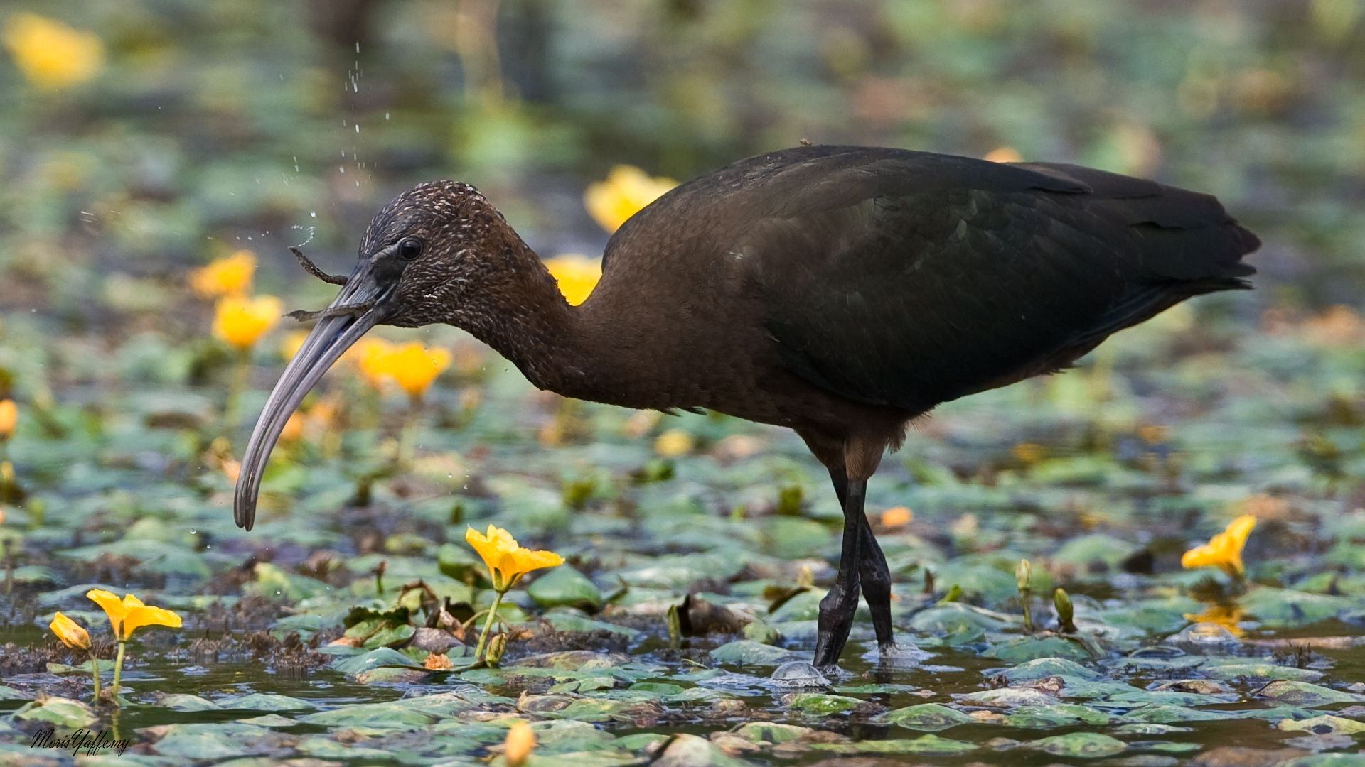 Çeltikçi » Glossy Ibis » Plegadis falcinellus