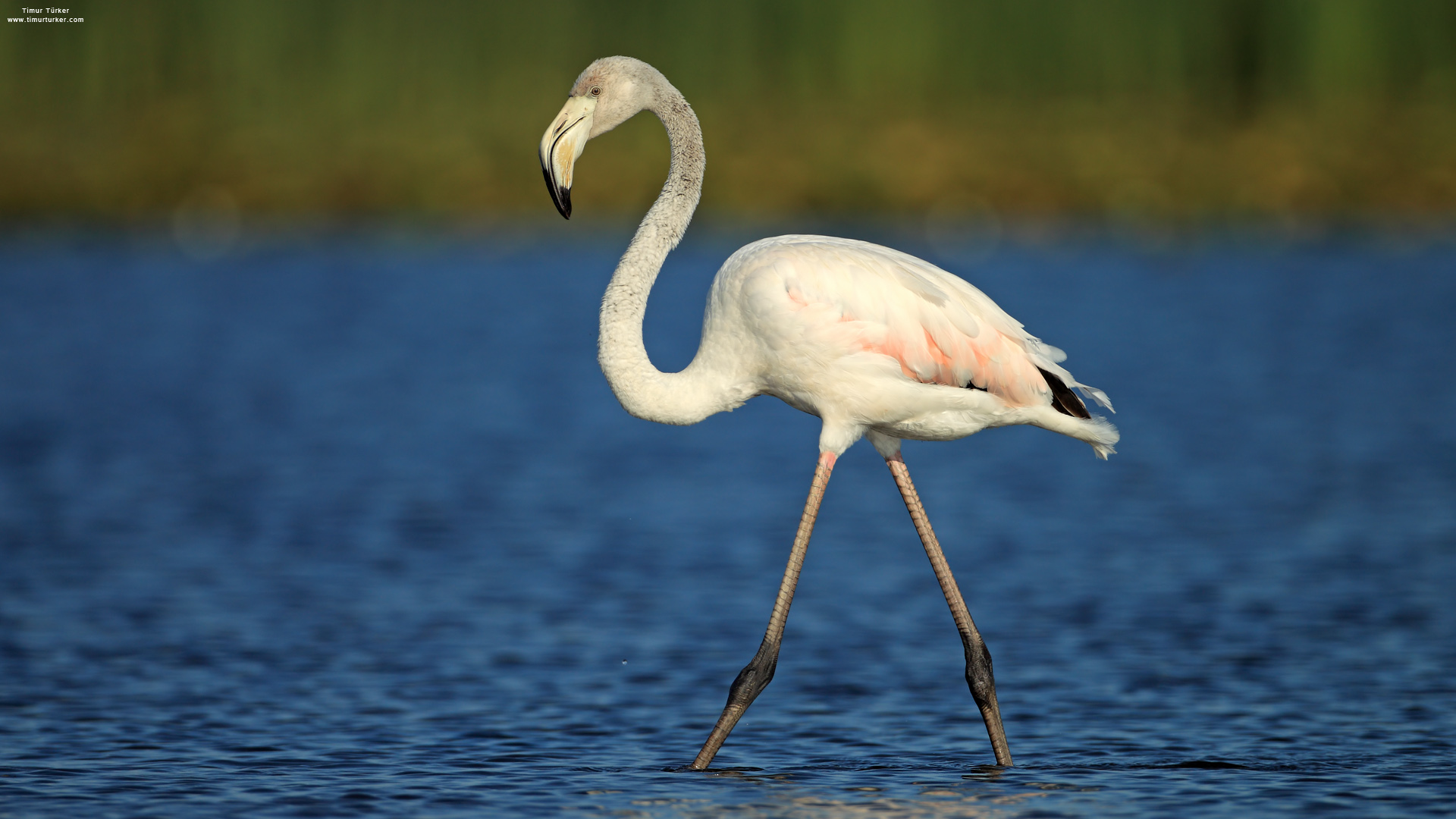 Flamingo