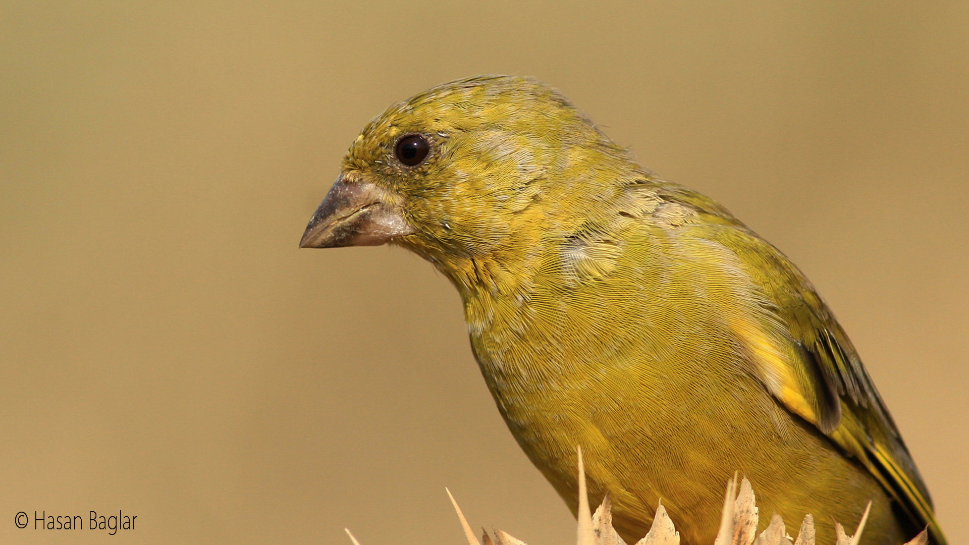 Florya » European Greenfinch » Chloris chloris