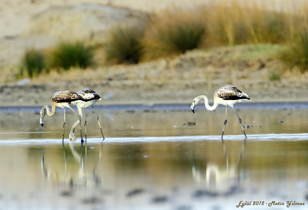 Flamingo