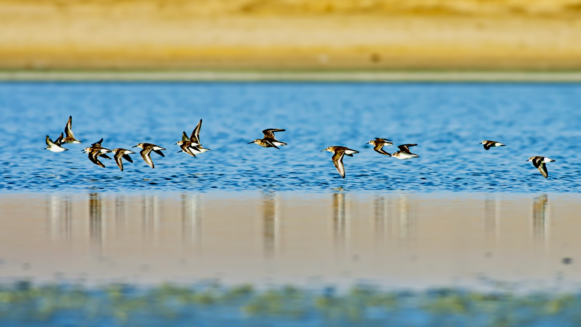 Karakarınlı kumkuşu » Dunlin » Calidris alpina