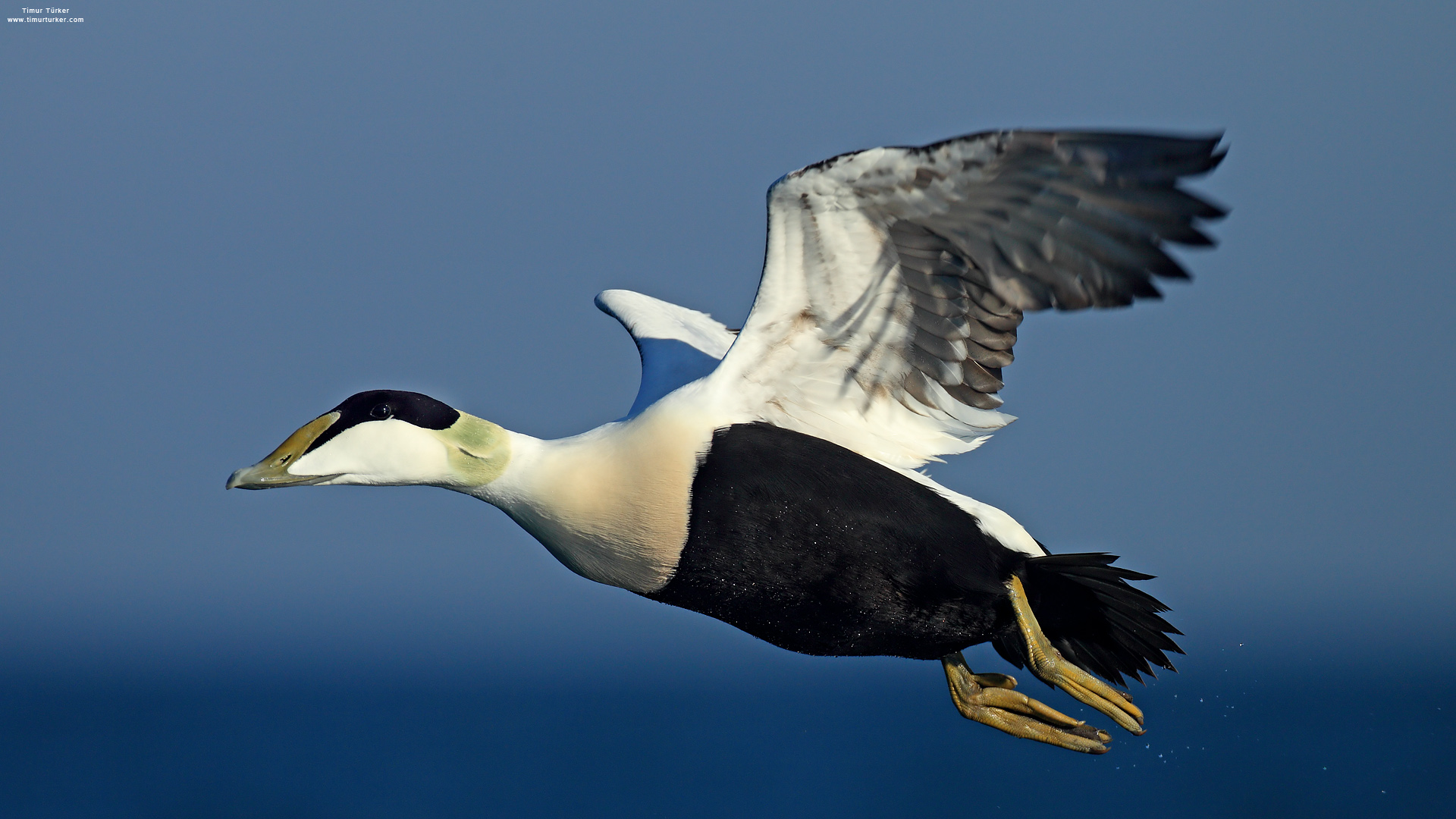 Pufla » Common Eider » Somateria mollissima