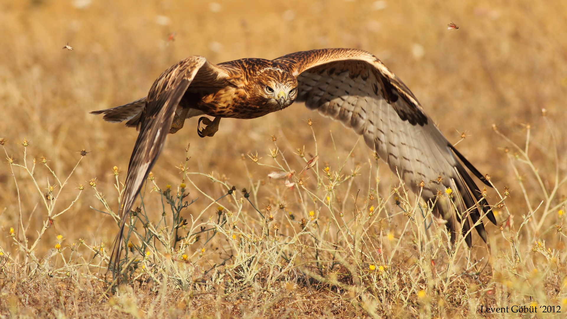 Kızıl şahin » Long-legged Buzzard » Buteo rufinus